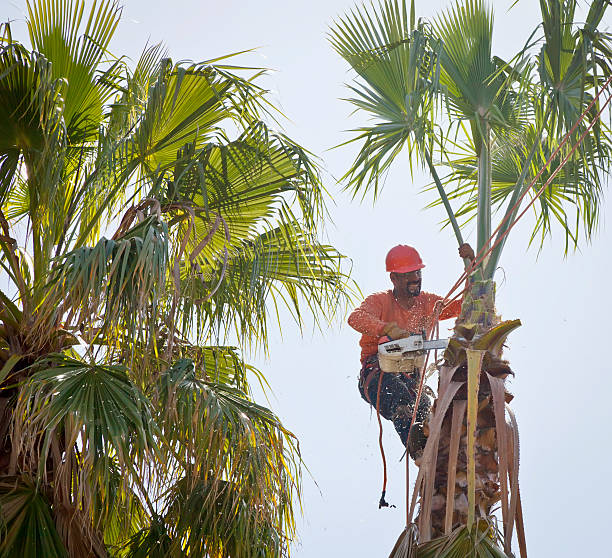 Tree Removal for Businesses in North Springfield, VA